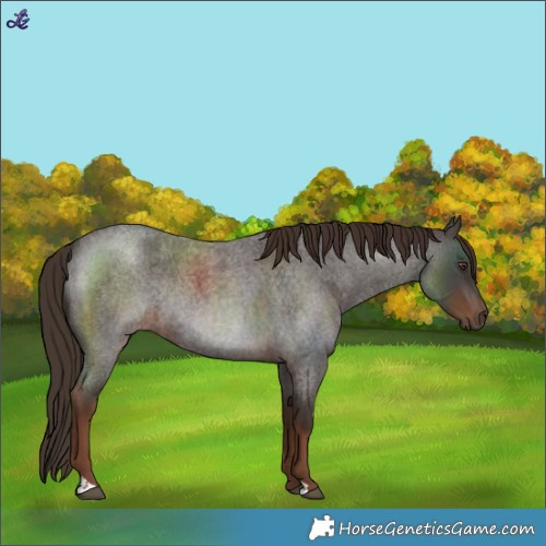 Horse Color:Liver Red Roan Rabicano 