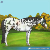 Horse Color:Liver Chestnut Tobiano Near Leopard 