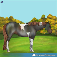Horse Color:Liver Chestnut Tobiano 