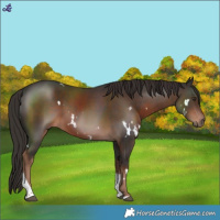 Horse Color:White Spotted Liver Chestnut Tobiano 