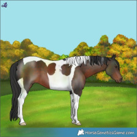 Horse Color:Liver Chestnut Tobiano