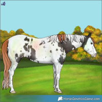 Horse Color:White Spotted Liver Chestnut Splash Tobiano Blanket