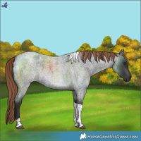 Horse Color:Liver Red Roan Tobiano 