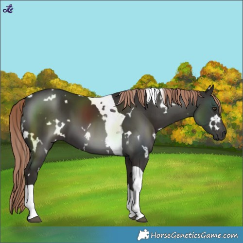 Horse Color:White Spotted Liver Chestnut Tobiano 