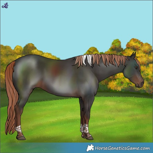 Horse Color:Liver Chestnut Tobiano 