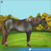 Horse Color:Liver Chestnut Tobiano 