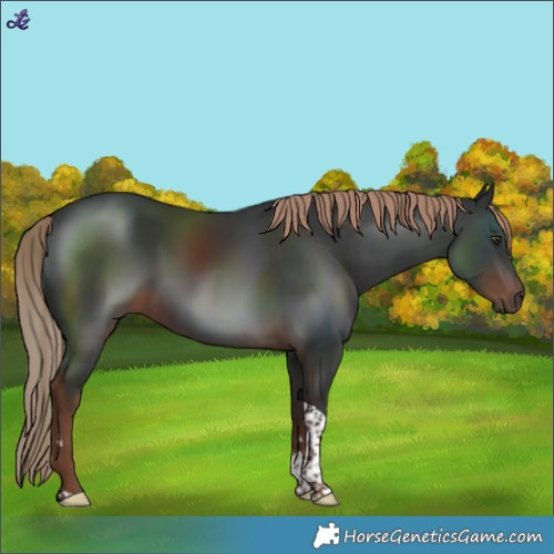 Horse Color:Liver Chestnut Tobiano 