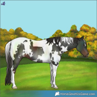 Horse Color:White Spotted Liver Chestnut Tobiano