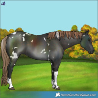 Horse Color:White Spotted Liver Chestnut Tobiano