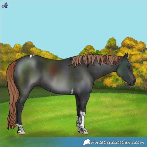 Horse Color:Liver Chestnut Tobiano 