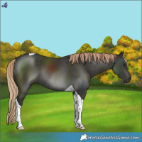 Horse Color:Liver Chestnut Tobiano Rabicano