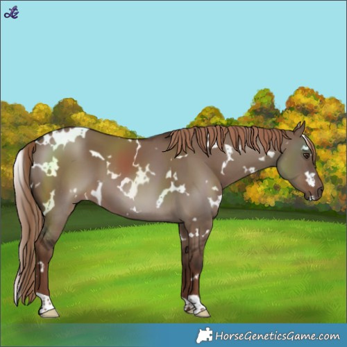 Horse Color:White Spotted Liver Red Dun 