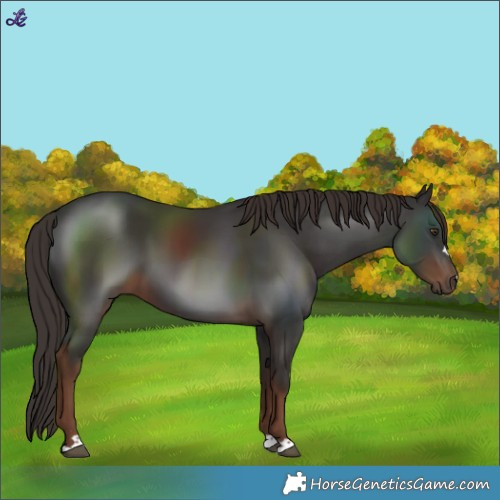 Horse Color:Liver Chestnut 