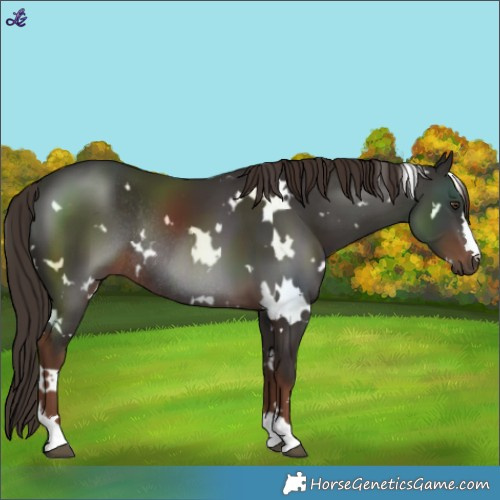 Horse Color:White Spotted Liver Chestnut Rabicano 