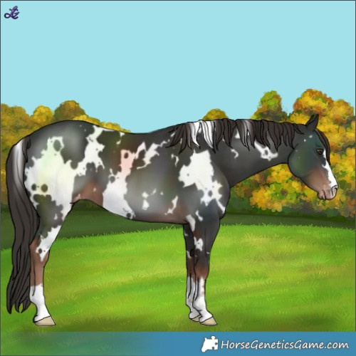 Horse Color:White Spotted Liver Chestnut Varnish 