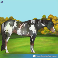 Horse Color:White Spotted Liver Chestnut Varnish 