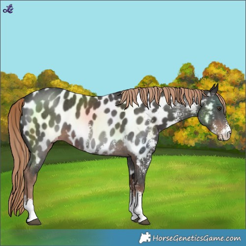 Horse Color:Liver Chestnut Sabino Near Leopard 