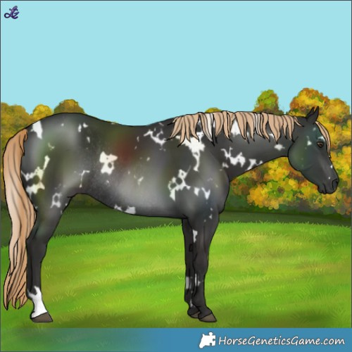 Horse Color:White Spotted Liver Chestnut Rabicano 