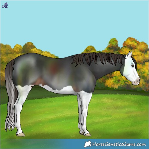 Horse Color:Liver Chestnut Splash 