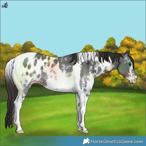 Horse Color:Liver Chestnut Sabino Tobiano Near Leopard 