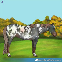 Horse Color:White Spotted Liver Chestnut Blanket Rabicano