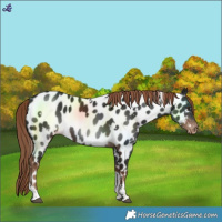 Horse Color:White Spotted Liver Chestnut Tobiano Near Leopard 