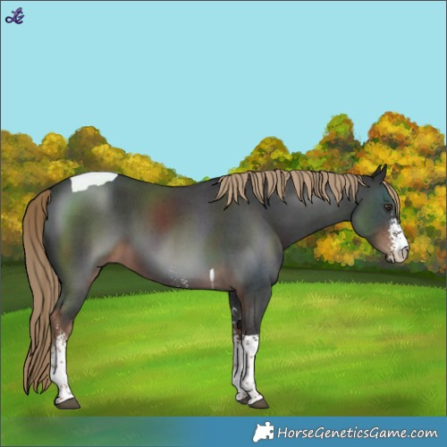 Horse Color:Liver Chestnut Sabino Tobiano 