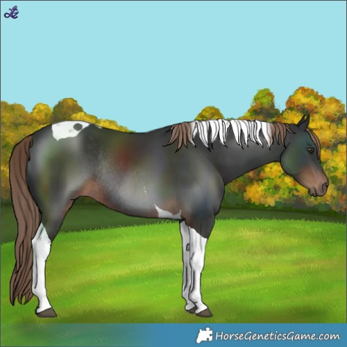 Horse Color:Liver Chestnut Tobiano Rabicano 