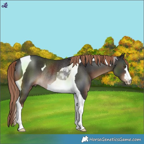 Horse Color:Liver Chestnut Tobiano Rabicano 