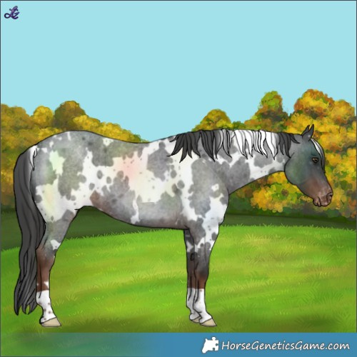 Horse Color:White Spotted Liver Red Roan Varnish 