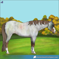 Horse Color:Liver Red Roan 