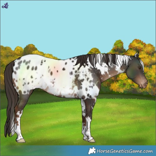 Horse Color:White Spotted Liver Chestnut Near Leopard 