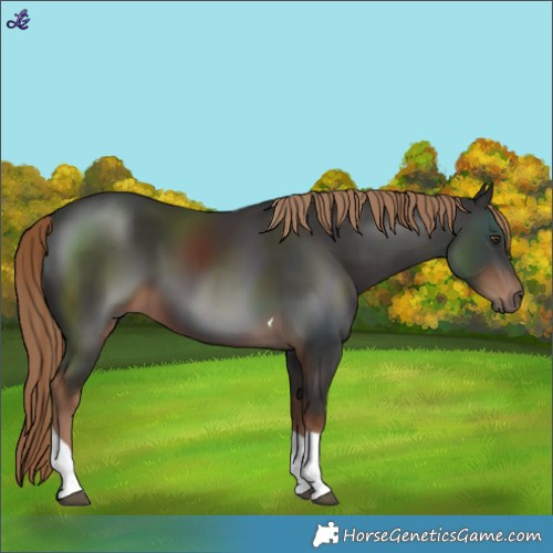 Horse Color:Liver Chestnut Tobiano 