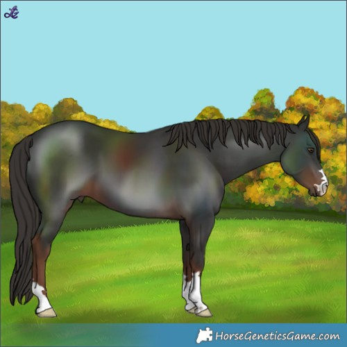 Horse Color:Liver Chestnut 