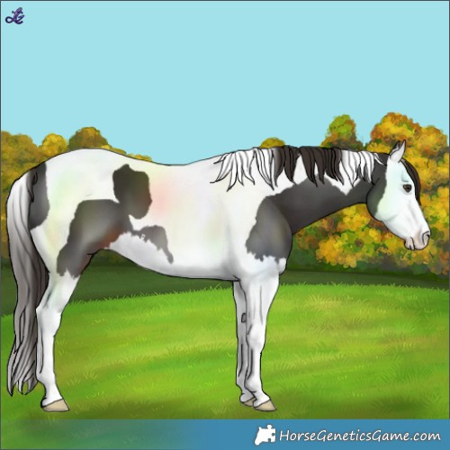 Horse Color:Liver Chestnut Splash Tobiano 