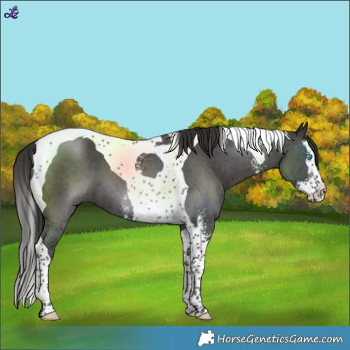 Horse Color:Liver Chestnut Sabino Splash Tobiano 
