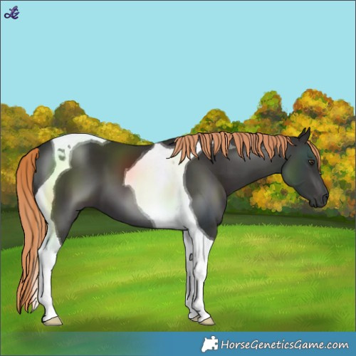 Horse Color:Liver Chestnut Tobiano 