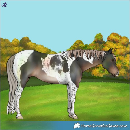 Horse Color:Liver Chestnut Tobiano 