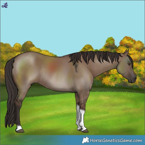 Horse Color:Liver Red Dun Tobiano Rabicano 