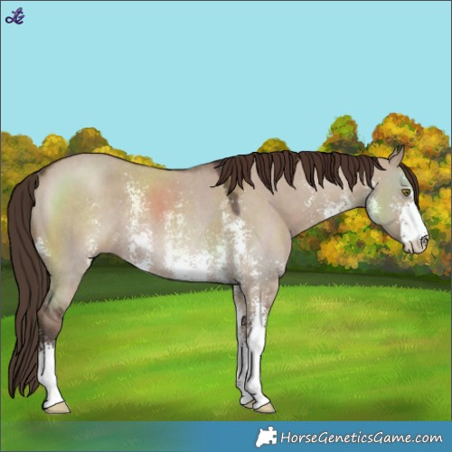 Horse Color:Liver Red Dun Sabino Rabicano 