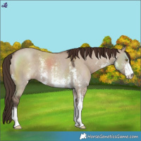 Horse Color:Liver Red Dun Sabino Rabicano