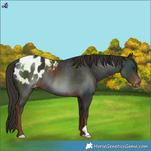 Horse Color:Liver Chestnut Blanket Rabicano 