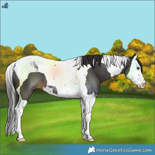 Horse Color:Liver Chestnut Splash Tobiano 