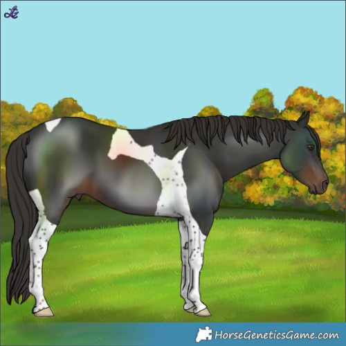 Horse Color:Liver Chestnut Tobiano 