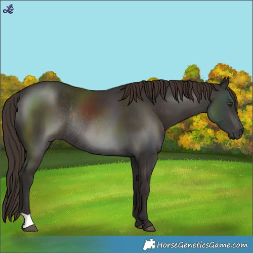 Horse Color:Liver Chestnut Rabicano 