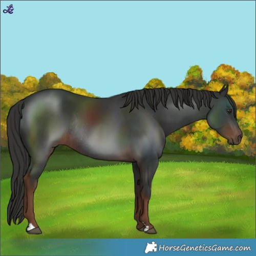 Horse Color:Liver Chestnut Rabicano 