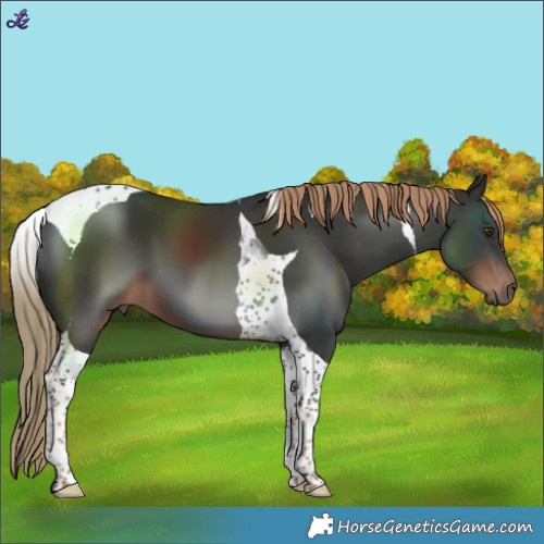 Horse Color:Liver Chestnut Tobiano 