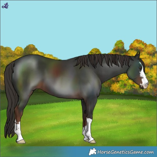 Horse Color:Liver Chestnut 