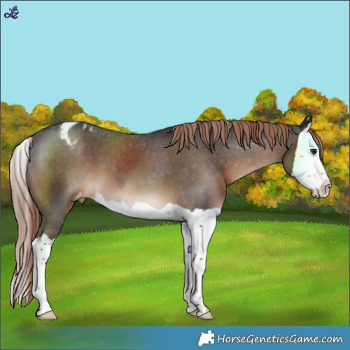 Horse Color:Liver Chestnut Splash Varnish 
