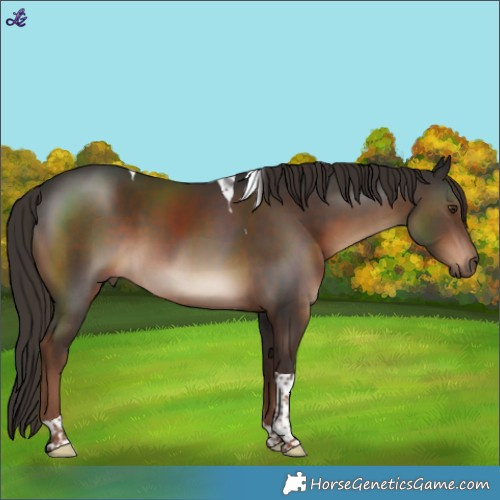 Horse Color:Liver Chestnut Tobiano 